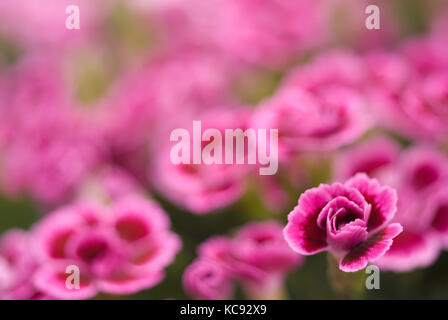 Dianthus Pink Kisses planted in a large garden pot. Northampton, England,  UK Stock Photo - Alamy