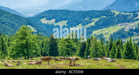 Cows in the mountains in the Trentino Alto Adige region, north Italy. In the background the Summer mountain landscape. Stock Photo