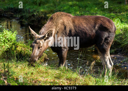 Moose (Alces alces) cow standing in a small forest river or stream. Stock Photo