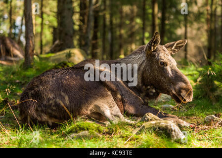 Moose (Alces alces) cow lying on forest floor. Stock Photo
