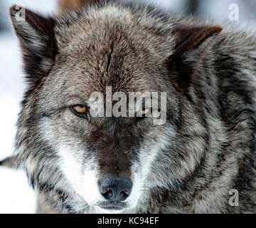 The eyes of this Yellowstone wolf just draws you in to his pure wild beauty Stock Photo