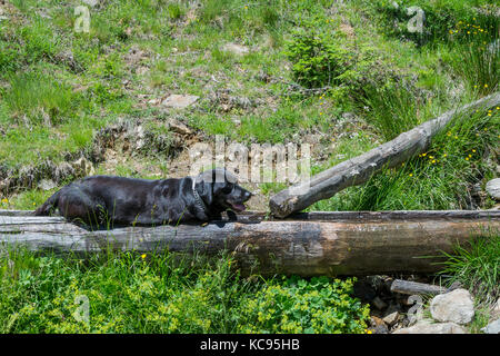 Labrador Retriever Black dog laying on the grass in the mountains. Beautiful big old dogs Stock Photo