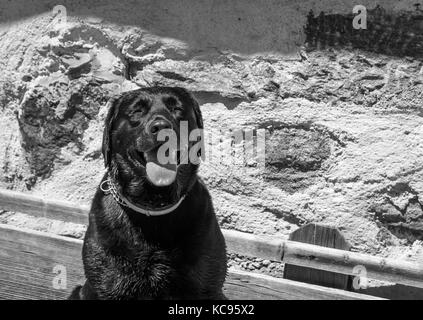 Black Labrador retriever dog portrait. Beautiful big old dog. Image in Black and White Stock Photo