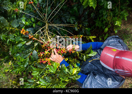 Coffee picker or cafetero at Hacienda Venecia Coffee Farm, Manizales, Colombia Stock Photo