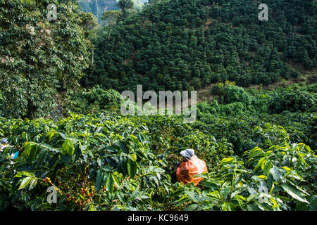 Coffee picker or cafetero at Hacienda Venecia Coffee Farm, Manizales, Colombia Stock Photo