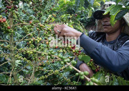 Coffee picker or cafetero at Hacienda Venecia Coffee Farm, Manizales, Colombia Stock Photo