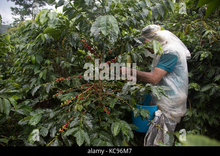 Coffee picker or cafetero at Hacienda Venecia Coffee Farm, Manizales, Colombia Stock Photo