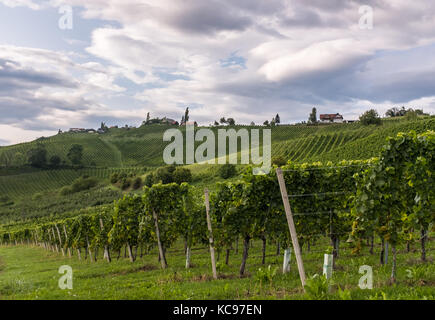 Vineyard along the south Styrian vine route in Austria, Europe Stock Photo