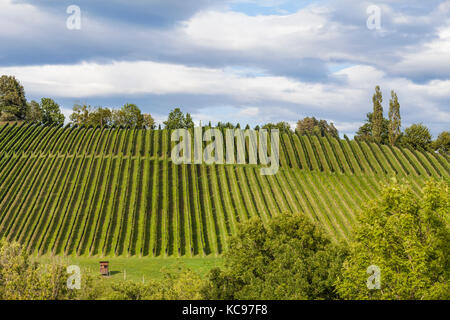 Rows in vineyard along the south Styrian vine route in Austria, Europe Stock Photo
