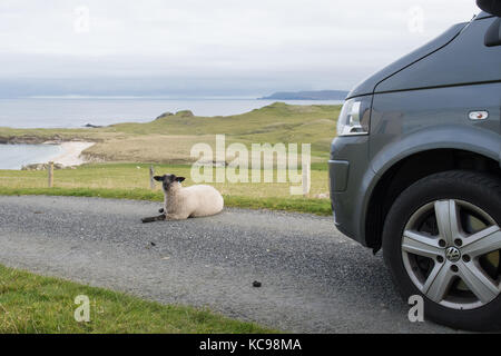 Sheep lying on road in the Shetland Islands, Scotland, UK Stock Photo