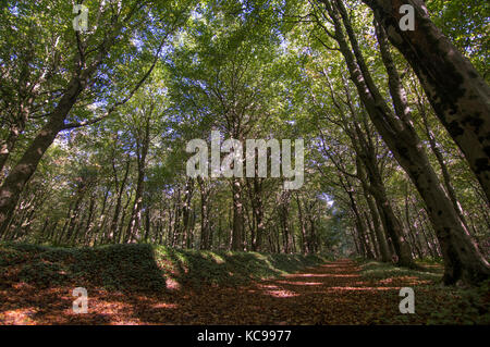 Autumnal woodland walk. Brighstone forest, Isle of Wight, England - photo Stock Photo