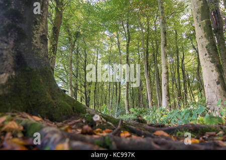 Autumnal woodland walk. Brighstone forest, Isle of Wight, England - photo Stock Photo