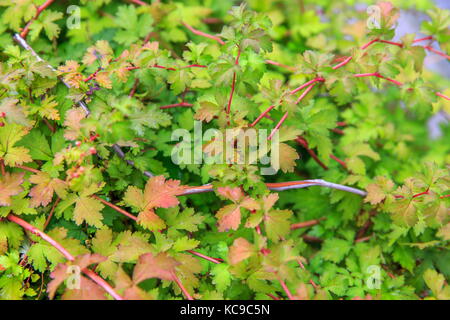 Green foliage of a bush with red and yellow and red invoice stems in the early autumn, texture, leaf nature background Stock Photo