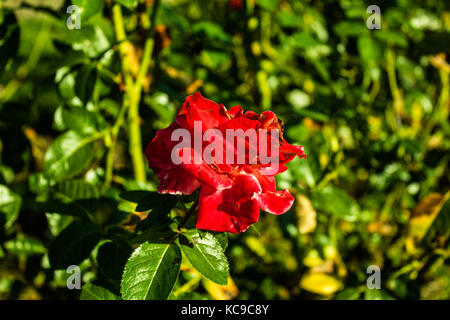 Roses sprouting Stock Photo