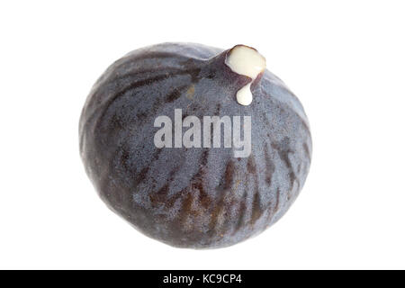One Ripe sweet fig with milky drop stem isolated on white Stock Photo