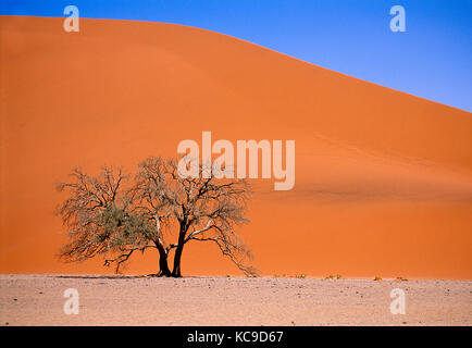 Namibia. Deadvlei desert landscape with dead tree. Stock Photo
