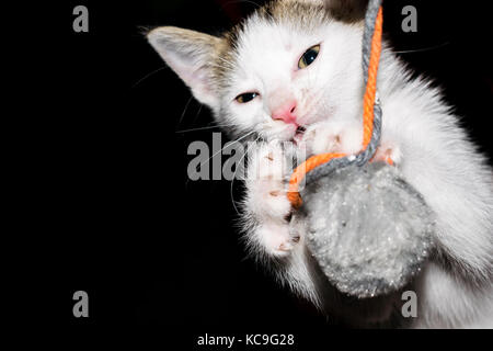 Front View Portrait Of Cute White Kitten Playing With Toy Against Black Background Stock Photo