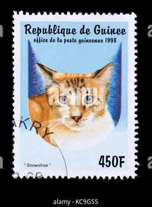 Postage stamp from Guinea depicting an snowshoe breed of cat. Stock Photo