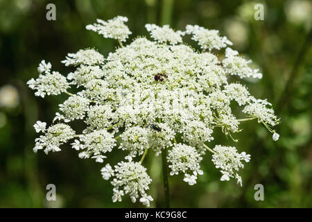 Close-Up Of A Brown Ant On A Queen Anne's Lace Flower Or Carota Daucus Stock Photo