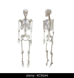 Human skeleton isolated on white background, healthcare and medical Stock Photo
