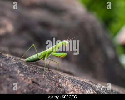 Close-Up Of Green Praying Mantis Or Mantis Religiosa On Rock Stock Photo