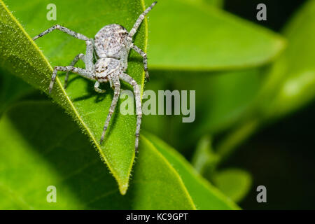 Extreme Close-Up Of Tiny White Spider On Green Leaf Looking At The Camera Stock Photo