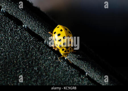 Extreme Close-Up Of Yellow Ladybug Or Coccinella Septempunctata On Black Textile Surface Stock Photo