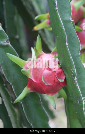 Pitahaya - Drachenfrucht - Anbau Ernte in vietnam Stock Photo