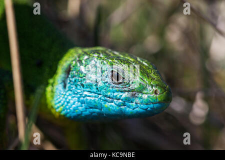 The portrait of the European green lizard (Lacerta viridis), Kalnik mountain, Croatia Stock Photo