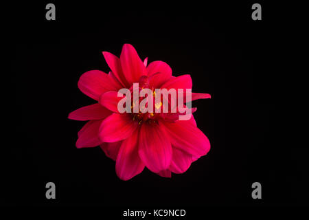 Isolated Dahlia flower set against a black background.  Macro. Symbol of Elegance,Dignity and Faithfulness. Stock Photo