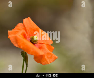 A single orange flower of Welsh poppy, Meconopsis cambrica in close-up set against a blurred background. Stock Photo