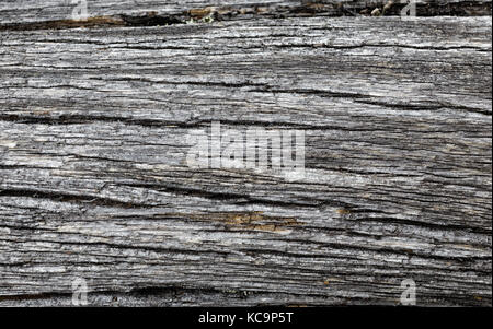 The structure of an old pine tree trunk burnt in a forest fire as the background Stock Photo