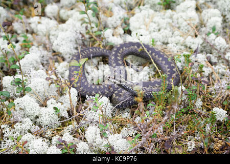 Siberian viper in the wild among the reindeer-moss Stock Photo