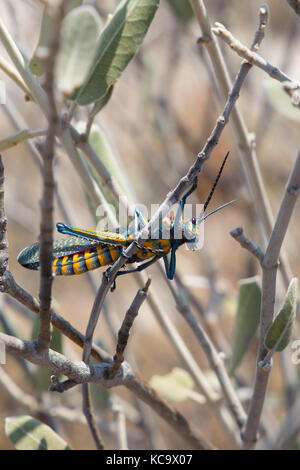 Rainbow Bush Locust (Phymateus Saxosus), Isalo National Park ...