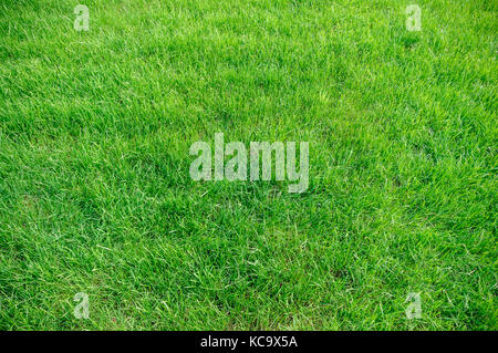 Green grass background texture. Element of design Stock Photo