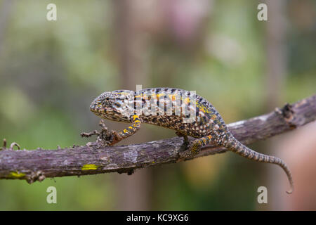 Tiny Chameleon sitting on branch, Madagascar, 2017 Stock Photo