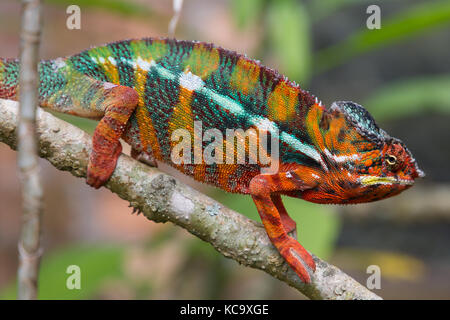 Brightly coloured Panther Chameleon on tree branch, Madagascar, 2017 Stock Photo