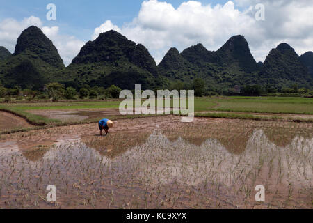 Man working as peasant in paddy field, planting rice plants in Yangshuo countryside, Guangxi, China, Asia. Chinese farmer at work. Chinese agriculture Stock Photo