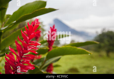 red Tropical bromeliad flower in Arenal Costa Rica Stock Photo
