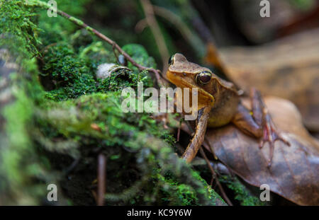 Brown frog found in Cerro Chato Volcano hike Costa Rica Stock Photo