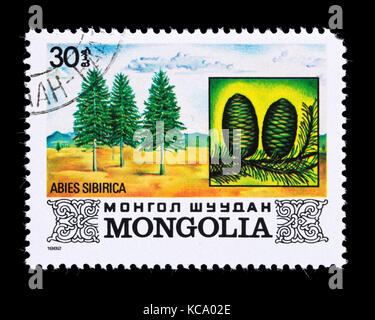 Postage stamp from Mongolia depicting Siberian Fir (Abies sibirica) Stock Photo
