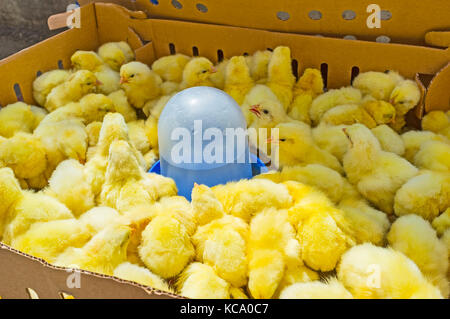 The little yellow ducklings try to sleep in a small box in market stall of Antalya, Turkey. Stock Photo