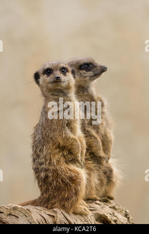 Beautiful Meerkat (suricate suricatta) Portrait with clean background (Captive, UK) Stock Photo