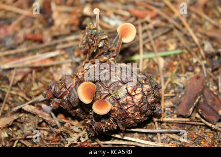 Earpick Fungus Auriscalpium vulgare Saprobic on Pine Pinus sylvestris Cone Stock Photo