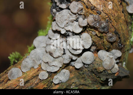 Smoked Oysterling a.k.a. Black Jelly Oyster Resupinatus applicatus Stock Photo