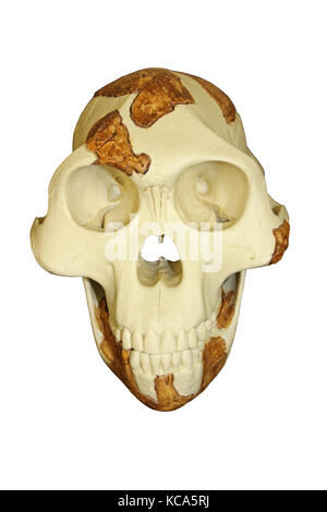 australopithecus afarensis skull labeled