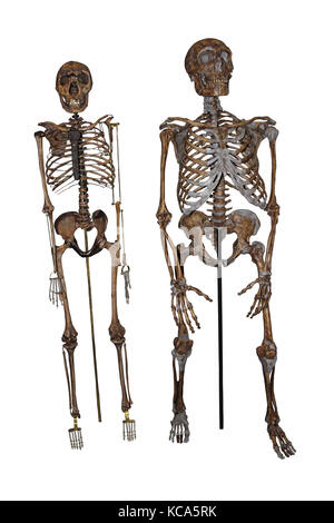 Nariokotome Boy vs Neanderthal Skeleton Stock Photo