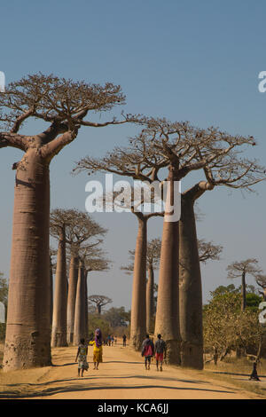 Local viligers walking along dirt road of Baobab avenue, Menabe, Madagascar, 2017 Stock Photo