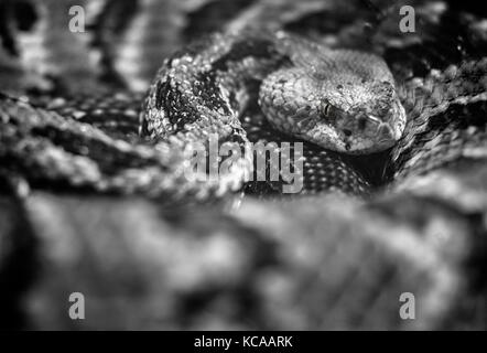 A timber rattle snake (Croatus horridus) is coiled in a vivarium, with the whole frame taken up by snake skin patterns Stock Photo