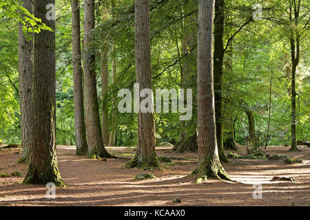 Special light in the Hermitage forest, Scotland. UK. Stock Photo